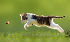 开云下载-终场绝响，骑士逆转雄鹿，福克斯化身关键先生书写传奇之夜